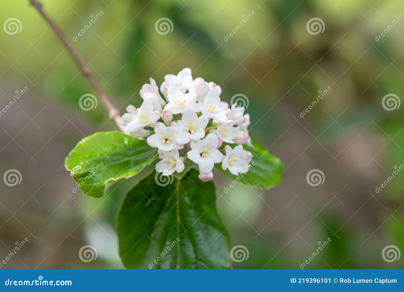 burkwood viburnum burkwoodii, cluster of pinkish-white flowers